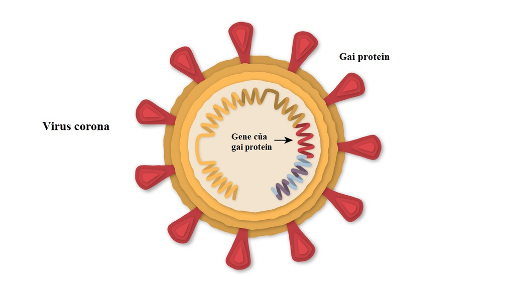 Vaccine của Pfizer hoạt động như thế nào?